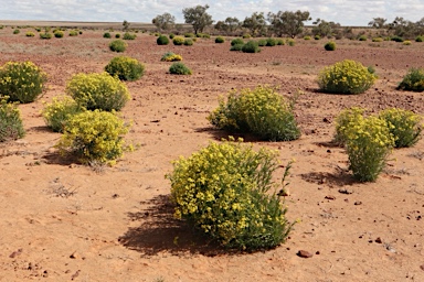 APII jpeg image of Senecio depressicola  © contact APII