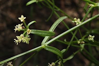 APII jpeg image of Spergularia gemella  © contact APII