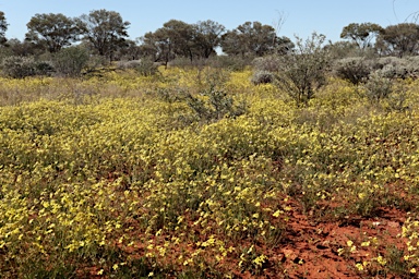 APII jpeg image of Velleia glabrata  © contact APII