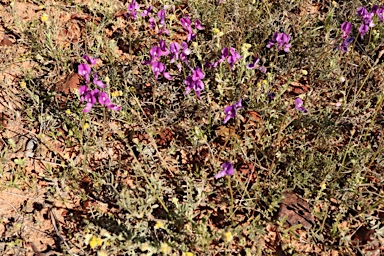 APII jpeg image of Swainsona phacoides  © contact APII