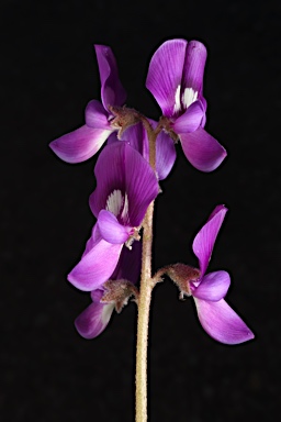 APII jpeg image of Swainsona phacoides  © contact APII