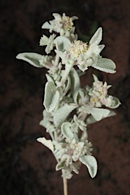 APII jpeg image of Atriplex limbata  © contact APII