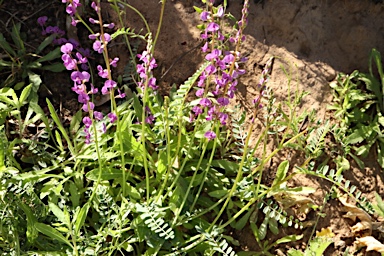 APII jpeg image of Swainsona affinis  © contact APII