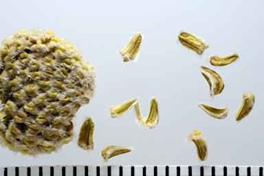 APII jpeg image of Brachyscome eriogona  © contact APII