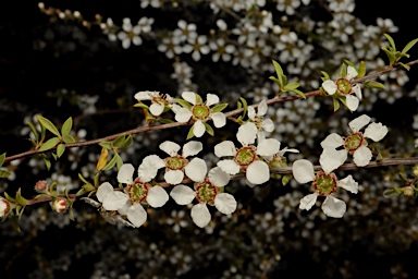 APII jpeg image of Gaudium divaricatum  © contact APII