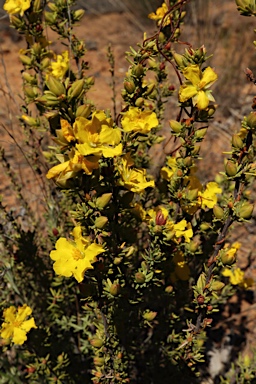 APII jpeg image of Hibbertia riparia  © contact APII