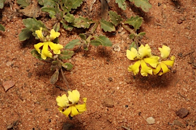 APII jpeg image of Goodenia cycloptera  © contact APII