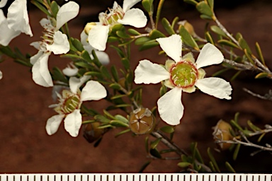 APII jpeg image of Gaudium parvifolium  © contact APII