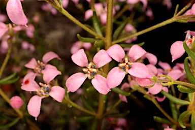 APII jpeg image of Zieria aspalathoides subsp. aspalathoides  © contact APII