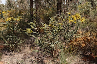 APII jpeg image of Acacia sertiformis  © contact APII