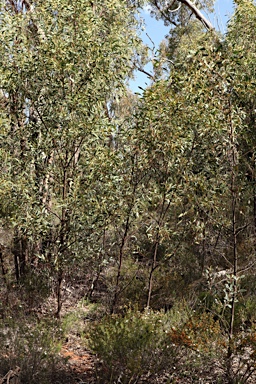 APII jpeg image of Acacia penninervis var. penninervis  © contact APII