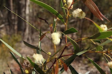 APII jpeg image of Acacia penninervis var. penninervis  © contact APII