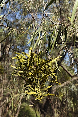 APII jpeg image of Korthalsella rubra subsp. geijericola  © contact APII