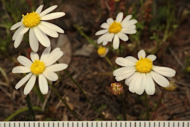 APII jpeg image of Brachyscome nodosa  © contact APII