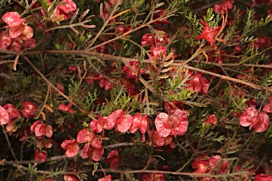 APII jpeg image of Dodonaea sinuolata subsp. sinuolata  © contact APII