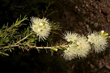 APII jpeg image of Kunzea occidentalis  © contact APII