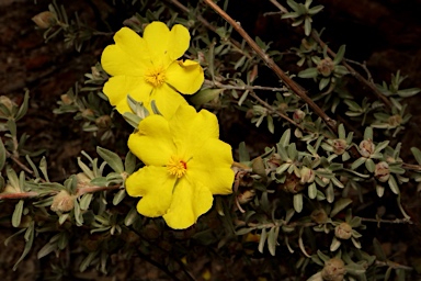 APII jpeg image of Hibbertia kaputarensis  © contact APII