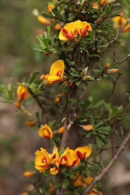 APII jpeg image of Pultenaea cuneata  © contact APII