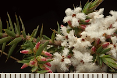 APII jpeg image of Leucopogon attenuatus  © contact APII