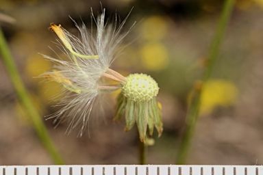 APII jpeg image of Senecio pinnatifolius var. pinnatifolius  © contact APII