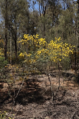 APII jpeg image of Acacia spectabilis  © contact APII