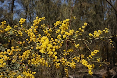 APII jpeg image of Acacia spectabilis  © contact APII