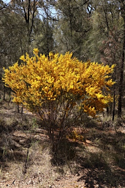 APII jpeg image of Acacia lineata  © contact APII