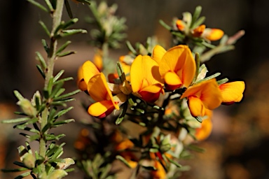 APII jpeg image of Pultenaea microphylla  © contact APII