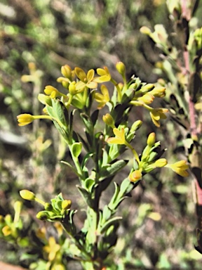 APII jpeg image of Pimelea curviflora var. sericea  © contact APII