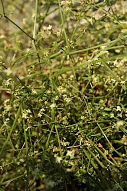 APII jpeg image of Asperula gemella  © contact APII