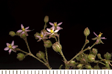 APII jpeg image of Spergularia diandra  © contact APII