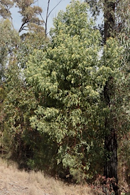 APII jpeg image of Acacia falciformis  © contact APII