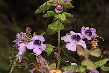 APII jpeg image of Prostanthera incisa  © contact APII