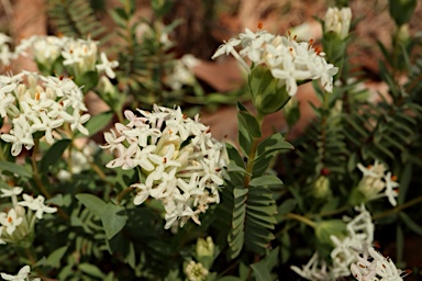 APII jpeg image of Pimelea linifolia subsp. linifolia  © contact APII