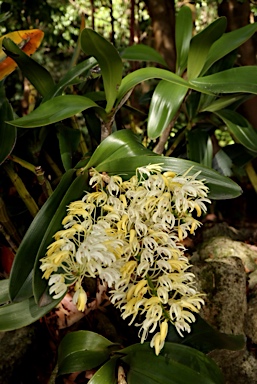 APII jpeg image of Dendrobium speciosum subsp. grandiflorum  © contact APII