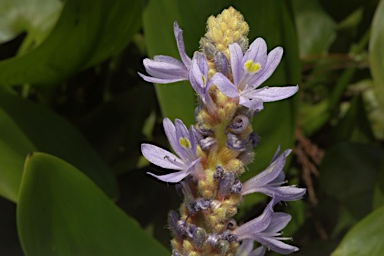 APII jpeg image of Pontederia cordata  © contact APII
