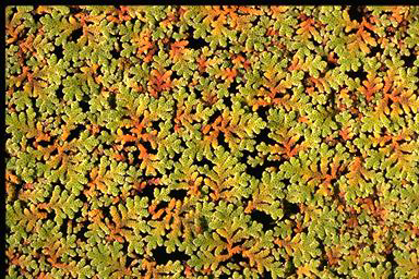 APII jpeg image of Azolla rubra  © contact APII