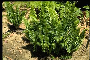 APII jpeg image of Blechnum nudum  © contact APII