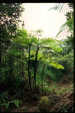 APII jpeg image of Cyathea robertsoniana  © contact APII