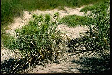 APII jpeg image of Spinifex longifolius  © contact APII