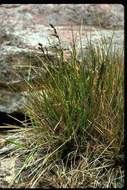 APII jpeg image of Poa clelandii  © contact APII