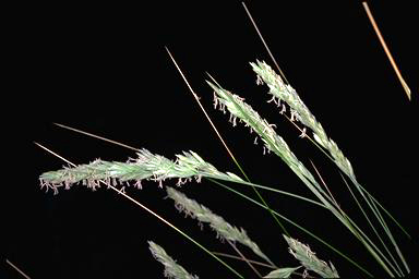 APII jpeg image of Austrofestuca littoralis  © contact APII