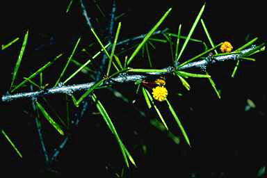 APII jpeg image of Acacia tetragonophylla  © contact APII