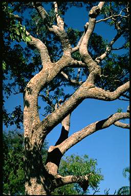 APII jpeg image of Alstonia actinophylla  © contact APII