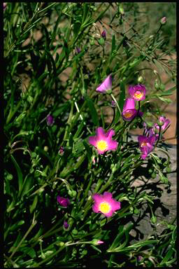 APII jpeg image of Calandrinia balonensis  © contact APII