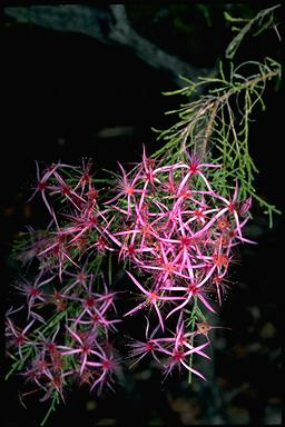 APII jpeg image of Calytrix exstipulata  © contact APII