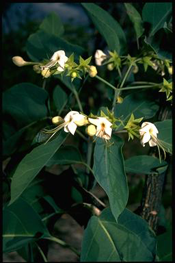 APII jpeg image of Clerodendrum floribundum  © contact APII