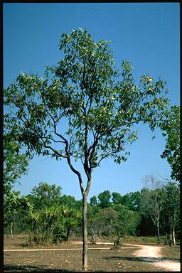 APII jpeg image of Corymbia ptychocarpa  © contact APII