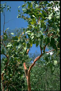 APII jpeg image of Eucalyptus bigalerita  © contact APII