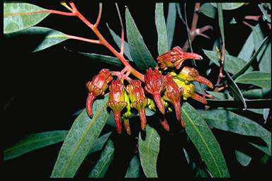 APII jpeg image of Eucalyptus torquata  © contact APII